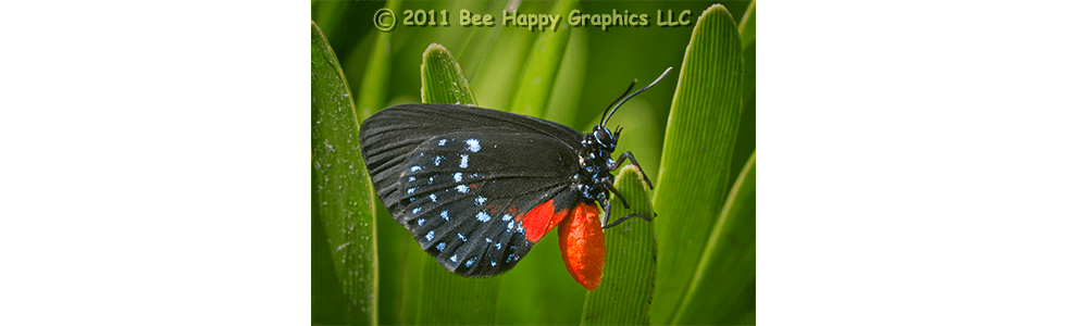 Atala Butterfly