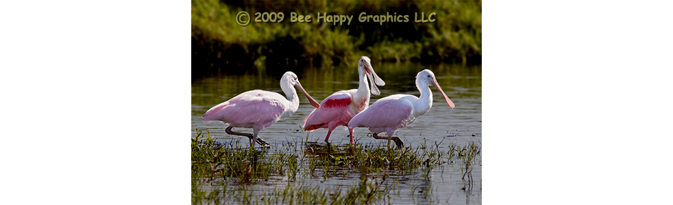 Roseate Spoonbills