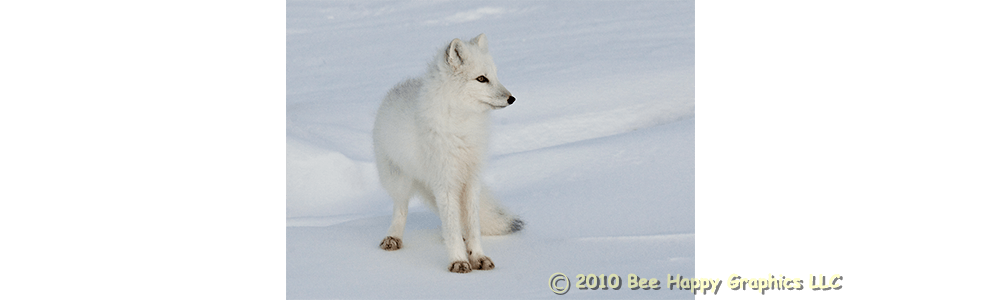 Arctic Fox