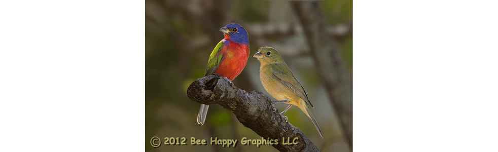 Painted Bunting Pair