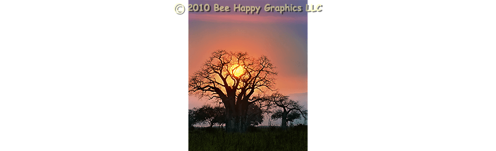Sun Setting in Baobab Tree