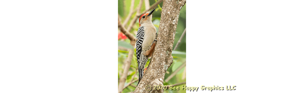 Red-bellied Woodpecker