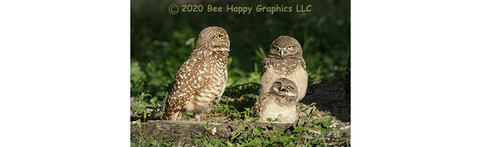 Burrowing Owls