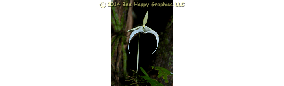 Ghost Orchid