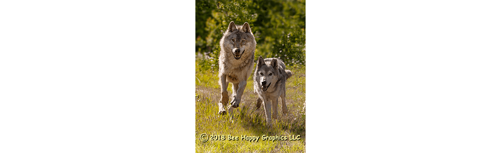 Gray Wolves