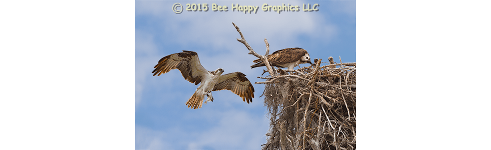 Osprey Family