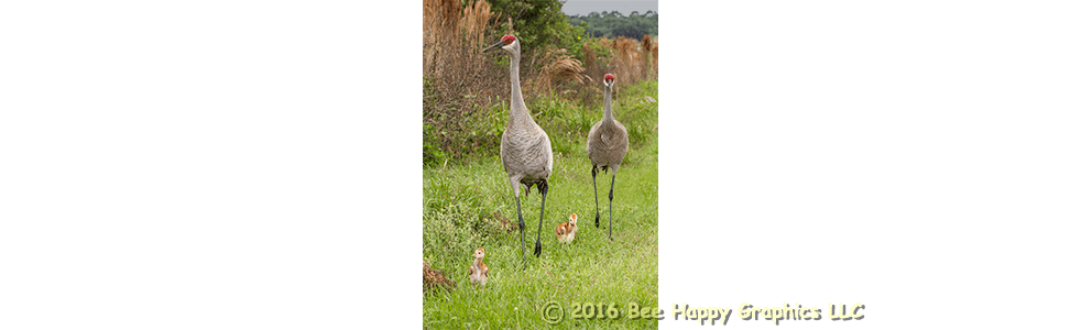 Sandhills On A Stroll