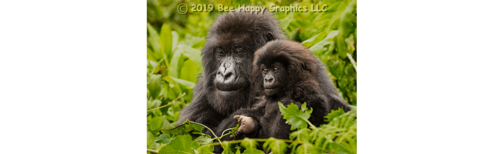 Mountain Gorilla Mother and Baby