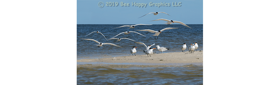 Royal Terns