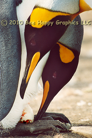 King Penguins