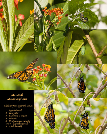 Monarch Butterfly Collection Framed Butterflies Danaus Plexippus Set Of Four