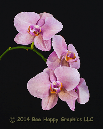 Petals Of Pink