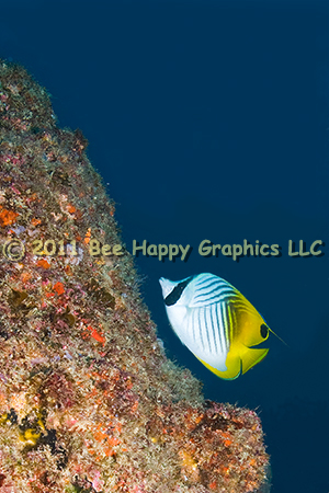 Threadfin Butterflyfish