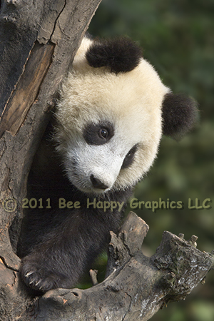 Giant Panda in Tree