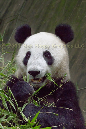 Giant Panda Eating