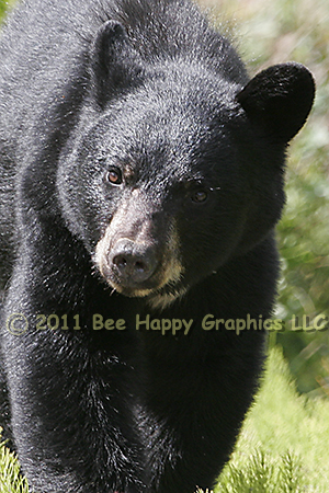 Black Bear