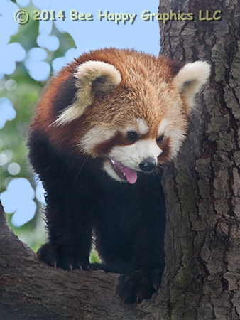 Red Panda