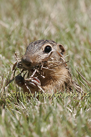 Thirteen-lined Ground Squirrel