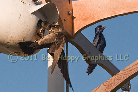 Purple Martins