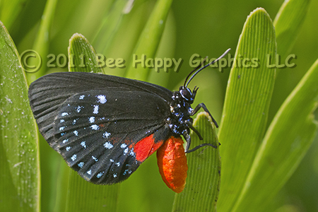 Atala Butterfly