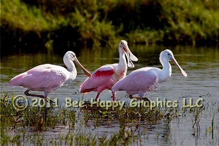 Roseate Spoonbills