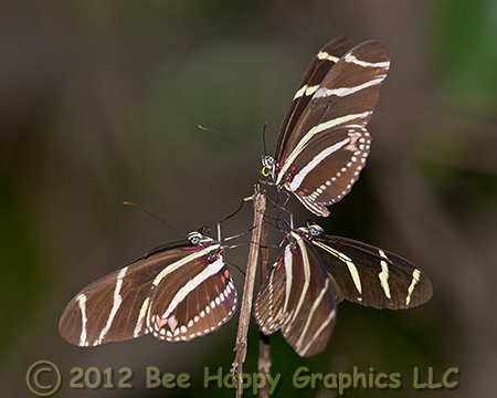 Zebra Heliconian Butterflies