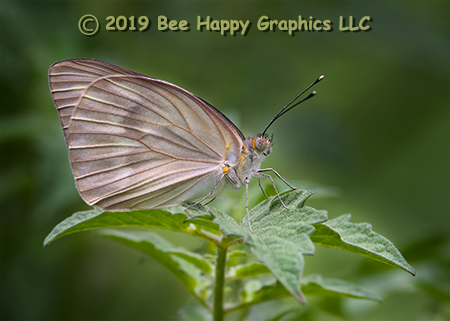 Great Southern White Butterfly