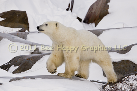 Walking Polar Bear