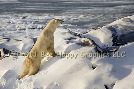 Scouting Polar Bear