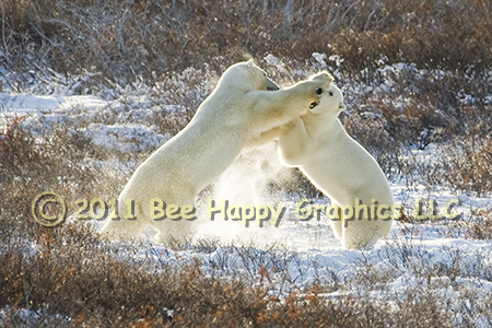 Sparring Polar Bears