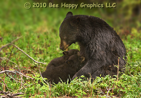 Black Bear and Cubs