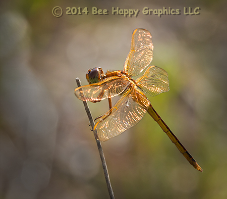 On Golden Gossamer Wings