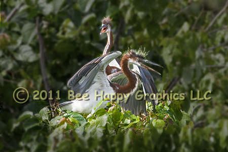 Tricolored Herons