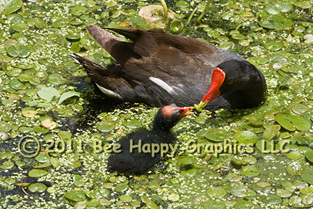 Moorhens