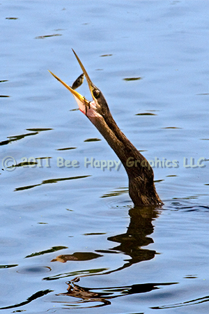 Anhinga