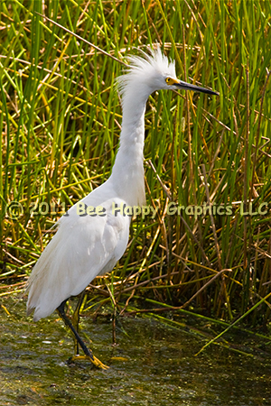 Snowy Egret