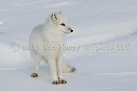 Arctic Fox