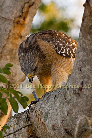 Red-shouldered Hawk Eating Snake