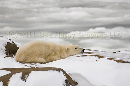 Resting Polar Bear