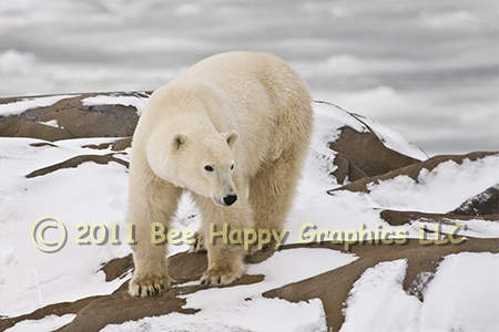 Approaching Polar Bear