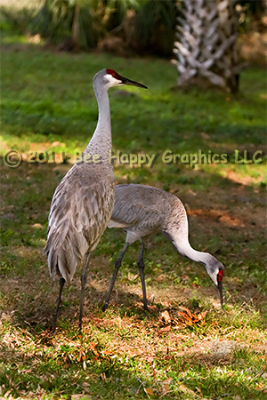 Sandhill Cranes