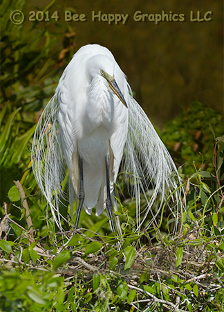 Great Egret In Breeding Plumage