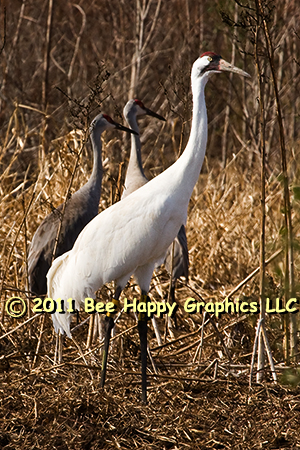 Whooping Crane