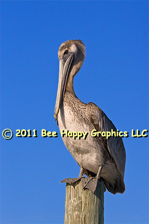 Brown Pelican