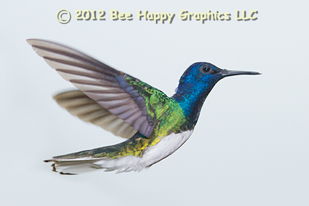 White-necked Jacobin