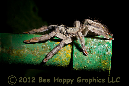 Trinidad Chevron Tarantula