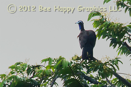 Trinidad piping guan