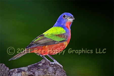 Male Painted Bunting