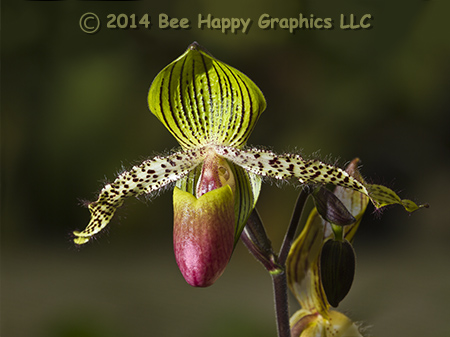 Lady Slipper Orchid