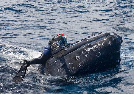 Nancy on humpback whale